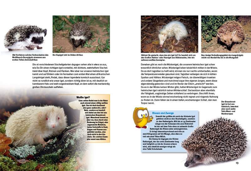 Entdecke die Igel